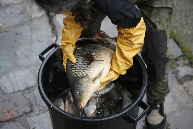 A worker prepares to weigh a carp caught during the draining of the Canal Saint-Martin in Paris, France, January 5, 2016. (Photo by Charles Platiau/Reuters)