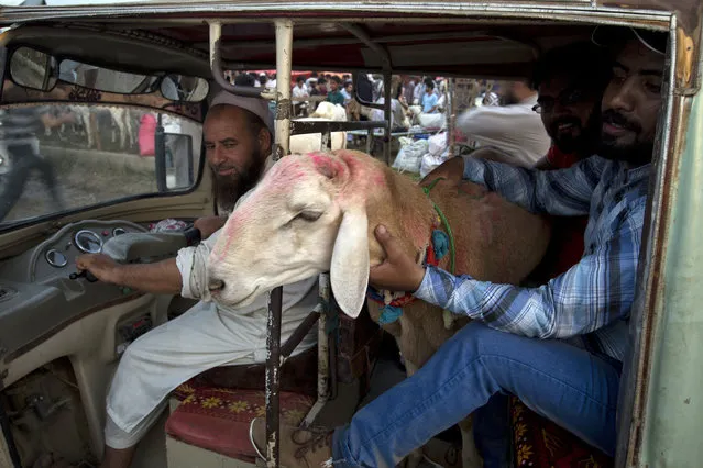 Pakistani customers carry a goat they bought for the upcoming Muslim festival Eid al-Adha in rickshaw in Islamabad, Pakistan, Monday, August 20, 2018. Eid al-Adha, or Feast of Sacrifice, is the most important Islamic holiday and marks the willingness of the Prophet Ibrahim (Abraham to Christians and Jews) to sacrifice his son. (Photo by B.K. Bangash/AP Photo)