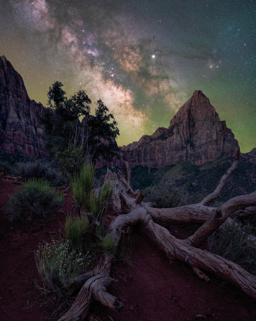 The Watchman; Zion National Park, Utah, US. “Utah’s dark skies are a mecca for astrophotographers from around the world. Zion national park is one of the premier locations and, for as long as I can remember, nightscapes from this park have captured my imagination. When I finally travelled to Zion, I knew I wanted to capture something unique, something different from the traditional shot, but one that still featured the iconic and austere “Watchman”. I had seen some photos from a closer angle and after some exploring, I came across this twisted skeleton of an old juniper framing the Watchman. As a photographer, I am always looking for interesting foreground subjects. Foregrounds that have features that can in some way recapitulate or accentuate the background are rare but always the most compelling. When I noticed how the angles of the tree matched the peak near perfectly, I knew I had found something special. This composition is a blue-hour blend with the sky taken at night and the foreground taken before the sun came above the horizon”. (Photo by Brandt Ryder/Milky Way Photographer of the Year)