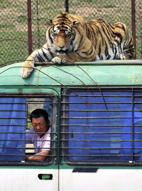 In this May 7, 2009, file photo, a Siberian tiger crouches on top of a tourist bus at a branch of Harbin Siberian Tigers Breeding Center in Shenyang in northeast China's Liaoning province. China says it will allow trading in products made from endangered tigers and rhinos under “special circumstances”, reversing a previous ban and bringing condemnation from conservation groups. A notice from the Cabinet issued Monday, Oct. 29, 2018, avoided mentioning any change in the law, saying instead that it would “control” the trade and that rhino horns and tiger bones could only be obtained from farmed animals for use in “medical research or in healing”. (Photo by Chinatopix via AP Photo)