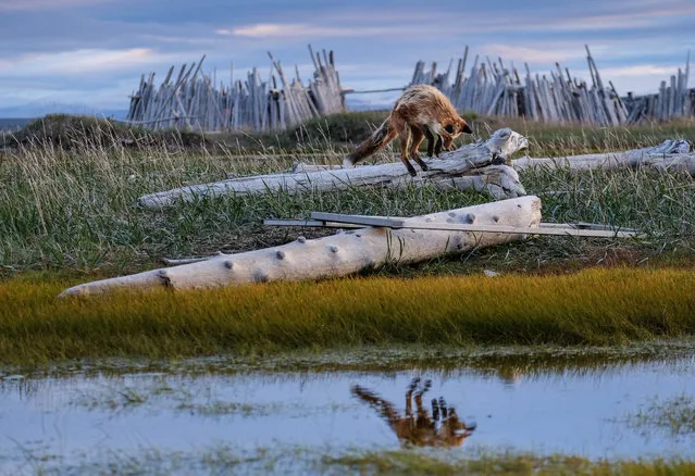 Dynamic ecosystems student winner. Fox on the Hunt, photographed in Canada. This image shows a red fox searching for tundra voles and lemmings in the Canadian Arctic. Foxes can sense their prey scurrying in the grass or snow. The photographer watched this particular fox over several days and discovered that most of its hunts were successful. (Photo by British Ecological Society)