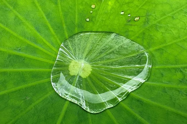 Water pools on top of a water lily leaf after rain at Benchakitti Forest Park in Bangkok, Thailand on September 27, 2023. (Photo by Jorge Silva/Reuters)
