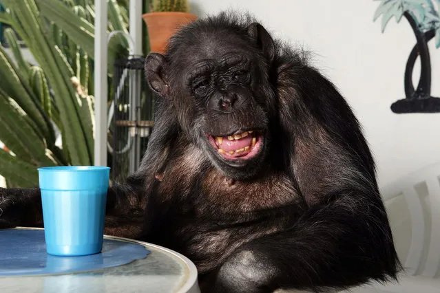 Tarzan's sidekick, Cheeta the Chimp was a Hollywood legend. At 76-years-old he has outlived contemporaries, battled addiction and even made it into the record books. (Photo by Alex Turner/Splash News)