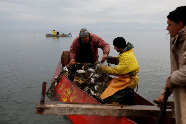 Fishermen collect their catch from a net at Dojran Lake, Macedonia, January 4, 2017. (Photo by Ognen Teofilovski/Reuters)