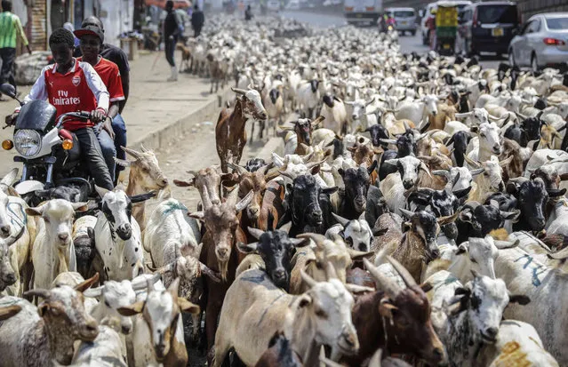 A herd of goats walk through the streets ahead of the Muslim Eid al-Adha holiday, at Kiamaiko market in the Huruma neighborhood of Nairobi, Kenya Monday, July 19, 2021. Muslims traditionally mark Eid al-Adha, or “Feast of Sacrifice”, by slaughtering sheep or cattle and distributing part of the meat to the poor, to commemorate the willingness of the Prophet Ibrahim (Abraham to Christians and Jews) to sacrifice his son. (Photo by Brian Inganga/AP Photo)