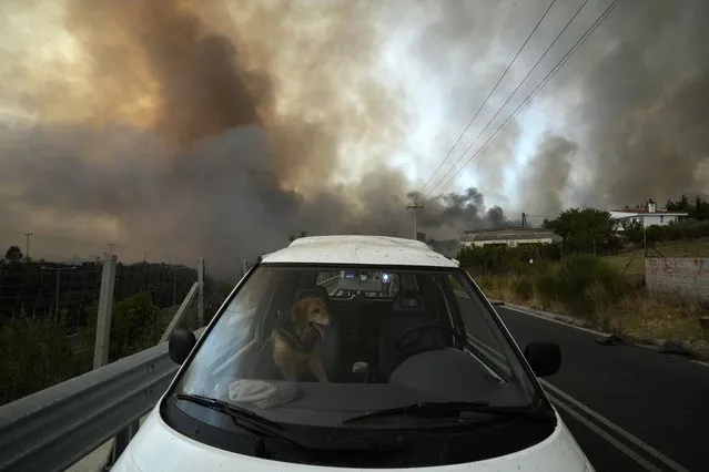 A dog sits inside a car as wildfire burns in Agios Stefanos, in northern Athens, Greece, Friday, August 6, 2021. Thousands of people have fled wildfires burning out of control in Greece and Turkey, including a major blaze just north of the Greek capital of Athens that left one person dead. (Photo by Petros Karadjias/AP Photo)