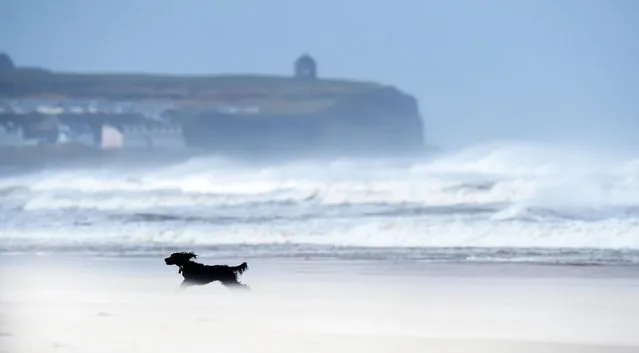 Toby, a 3 year old working cocker spaniel enjoys the blustery conditions as Storm Henry arrives at Portstewart strand on February 1, 2016 in Portrush, Northern Ireland. (Photo by Charles McQuillan/Getty Images)