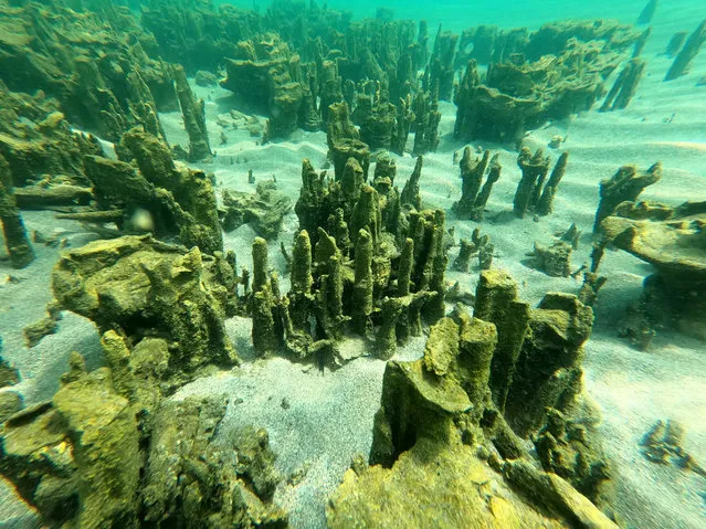 An underwater photo shows the new microbialites discovered at Lake Van in Adilcevaz district of Turkey's Bitlis province on August 08, 2021. (Photo by Ali Ethem Keskin/Anadolu Agency via Getty Images)