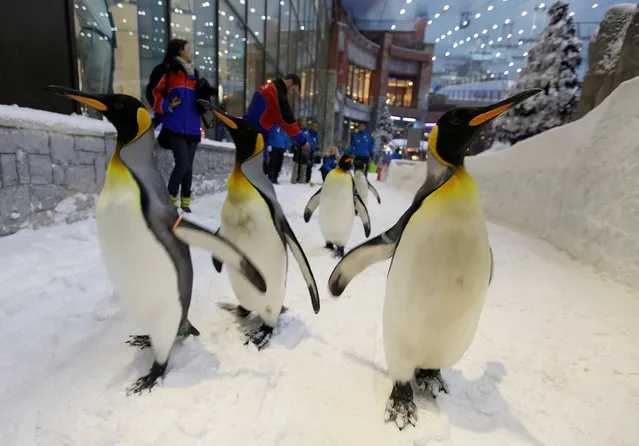 King Penguins walk in Ski Dubai at the Mall of the Emirates, Dubai, United Arab Emirates, February 1, 2012. (Photo by Mohamed al-Sayagh/Reuters)