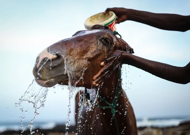 A man washes his horse at Yoff Beach in Dakar, Senegal on December 02, 2023.Senegalese people widely use horses and horse-drawn carriages in transportation and transport, despite rapid urbanization in the country. There are over 7,000 horse carriages in the capital Dakar that it is possible to see them in every corner of the city. The horses kept in the sheds near Yoff Beach of the city, start to be washed with the first light of the morning. After being washed they generally serve as transportation for fishermen on Yoff Beach to send to fish to markets or cold storages. In addition to transporting fish, horse-drawn carriages are also used as a cheaper way of transportation. (Photo by Cem Ozdel/Anadolu via Getty Images)