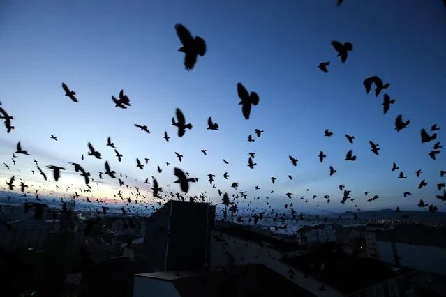 Birds fly during the sunset in Ardahan, Turkiye on December 07, 2023. (Photo by Gunay Nuh/Anadolu via Getty Images)