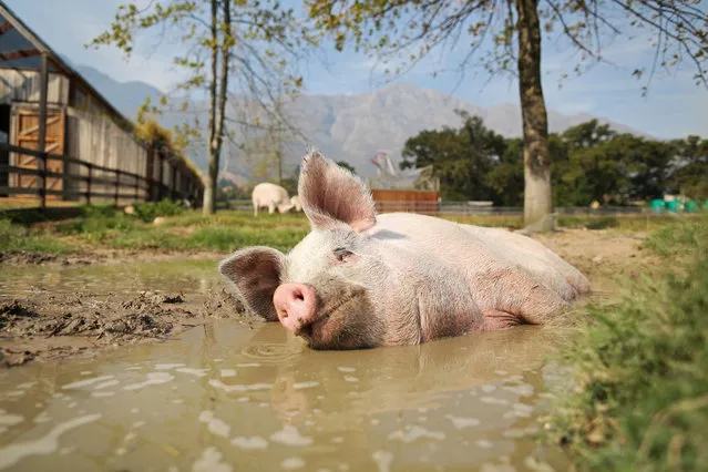 Pigcasso, a rescued pig, cools down in a mud bath after painting at the Farm Sanctuary in Franschhoek, outside Cape Town, South Africa on February 21, 2019. (Photo by Sumaya Hisham/Reuters)