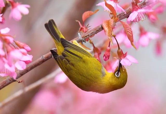 A white-eye bird feeds on nectar from cherry blossoms on a branch of a cherry blossom tree on January 12, 2024 in Guiyang, Guizhou Province of China. (Photo by Qin Gang/VCG via Getty Images)