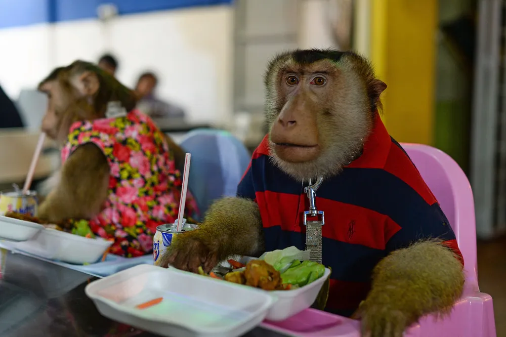 Malaysian Monkey Lifestyle