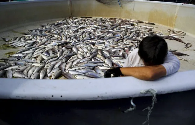 A man reacts as he stands inside a pool with dead salmons at a salmon production plant which was damaged by lahar from Calbuco Volcano at Correntoso near Chamiza, April 25, 2015. Ash from the Chilean volcano Calbuco, which erupted without warning this week, reached as far as southern Brazil on Saturday and prompted some airlines to cancel flights to the capitals of Chile, Argentina and Uruguay. (Photo by Ivan Alvarado/Reuters)