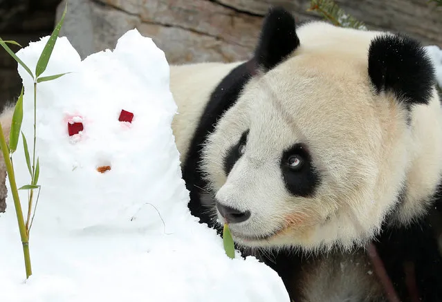 Giant Panda Yang Yang sniffs at a snowman in her enclosure at Schoenbrunn zoo in Vienna, Austria February 2, 2017. (Photo by Heinz-Peter Bader/Reuters)