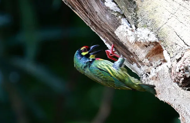 A Coppersmith barbet pecks on a tree trunk in Yangon, Myanmar, October 27, 2021. (Photo by Xinhua News Agency/Rex Features/Shutterstock)