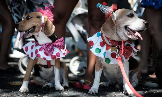 Dogs dressed in costume are seen during the Rio Dog Carnival, known as the Blocao – with “bloco” meaning street party and “cao” dog, during pre- carnival celebrations at Copacabana beach in Rio de Janeiro, Brazil, on February 19, 2017. (Photo by Yasuyoshi Chiba/AFP Photo)