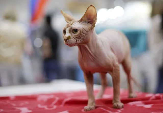 A Sphynx cat is seen during the Mediterranean Winner 2016 cat show in Rome, Italy, April 3, 2016. (Photo by Max Rossi/Reuters)