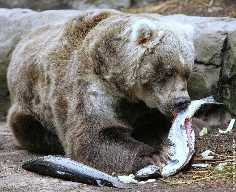 Simple: Bear Eat Fish