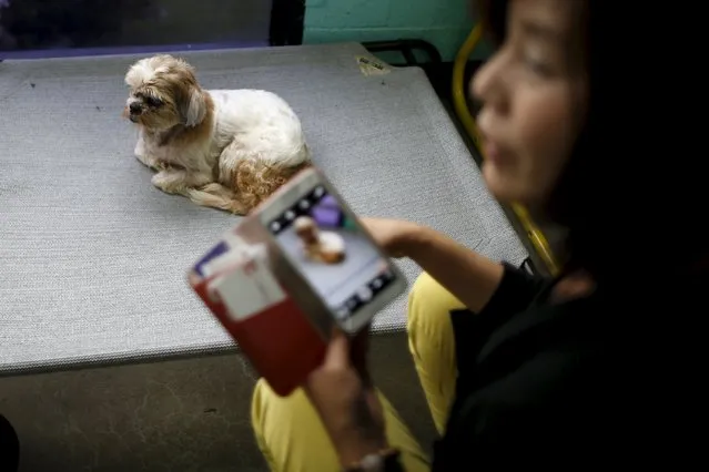 A woman takes a photo of a potential dog to adopt on the opening day of Dog Cafe, a coffee shop where people can adopt shelter dogs in Los Angeles, California, United States, April 7, 2016. (Photo by Lucy Nicholson/Reuters)