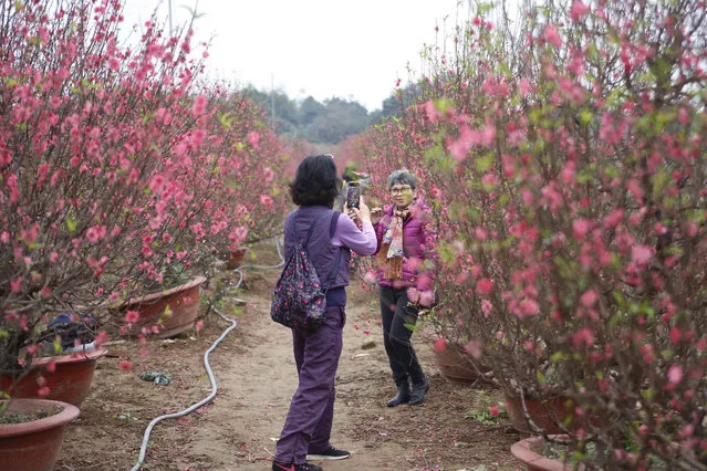 A woman poses for photos in a peach blossom field in Hanoi, Vietnam Thursday, February 8, 2024. Vietnam is preparing to welcome the Lunar New Year of the Dragon, the most popular festive event of the year. (Photo by Huy Han/AP Photo)