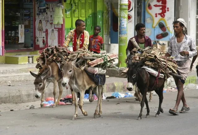 People use donkeys to transport firewood amid an acute fuel shortage in Yemen's southwestern city of Taiz May 19, 2015. (Photo by Reuters/Stringer)