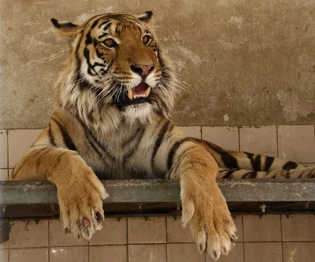 A Bengal tiger shows sign of heat fatigue with its tongue hanging out, the zoo of Karachi, Pakistan, 22 April 2016. (Photo by Shahzaib Akber/EPA)