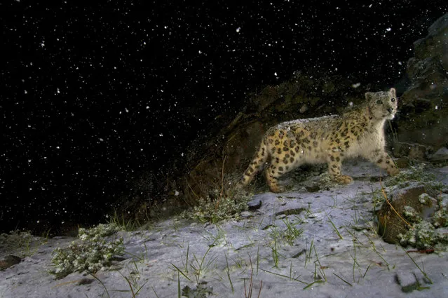 Winter used elaborate and creative lighting designs to photograph the elusive snow leopards. (Photo by Steve Winter/National Geographic)