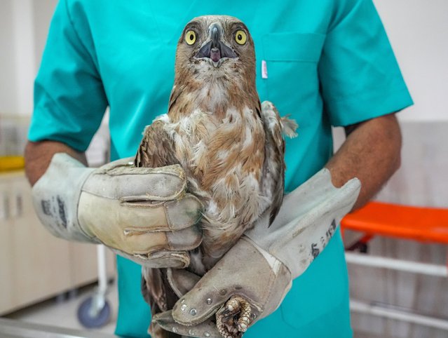 Bestami Bodruk captured migratory birds that suffered gunshot wounds and needed their wings amputated at Dicle Wild Animal Rescue and Rehabilitation Centre in Diyarbakir, Turkey on May 9, 2024. (Photo by Bestami Bodruk/Anadolu via Getty Images)