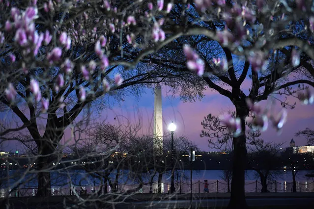 A Magnolia tree begins to show color as the Washington Monument is seen in the background on Wednesday March 01, 2017 in Washington, DC. (Photo by Matt McClain/The Washington Post)