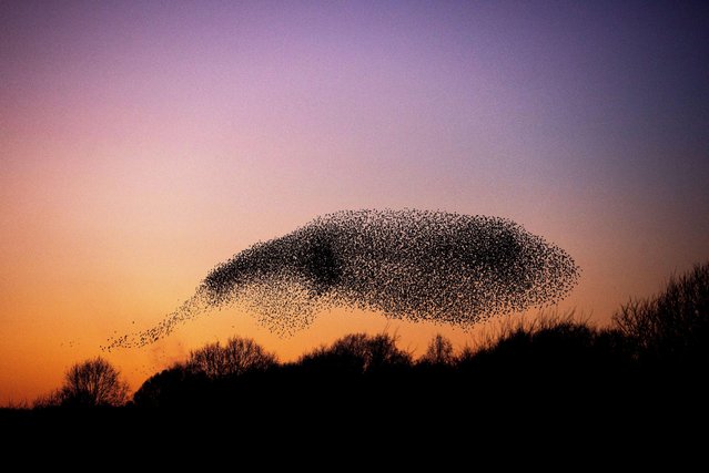 A general view of the starling murmuration over the Skylarks Nature Reserve at Holme Pierrepont, Nottingham, UK on January 30, 2024. (Photo by Neil Squires/Alamy Live News)