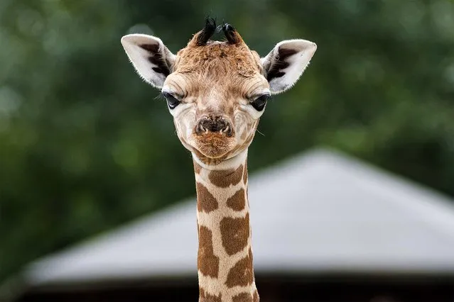 A six-day old baby Rothschild's giraffe stands in the Africa enclosure of the Nyiregyhaza Animal Park in Nyiregyhaza, Hungary, Thursday, August 8, 2019. (Photo by Attila Balazs/MTI via AP Photo)