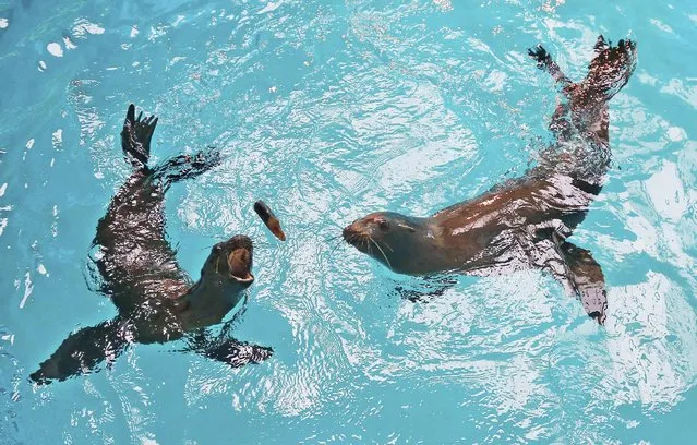 Jaxson, left, and Hendrix, right, reach for a fish at the Oklahoma City Zoo in Oklahoma City, Thursday, July 2, 2015. The two male California sea lions came to the zoo from The Marine Mammal Center in Sausalito, Calif., after being found stranded and malnourished multiple times. The were deemed non-releasable by the National Marine Fisheries Service and the zoo was determined to be a suitable home for them. (Photo by Sue Ogrocki/AP Photo)