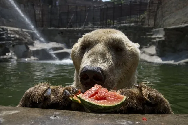 Cezar, a 32 year-old polar bear eats a watermelon in its enclosure in Belgrade's zoo, Serbia July 20, 2015. (Photo by Marko Djurica/Reuters)