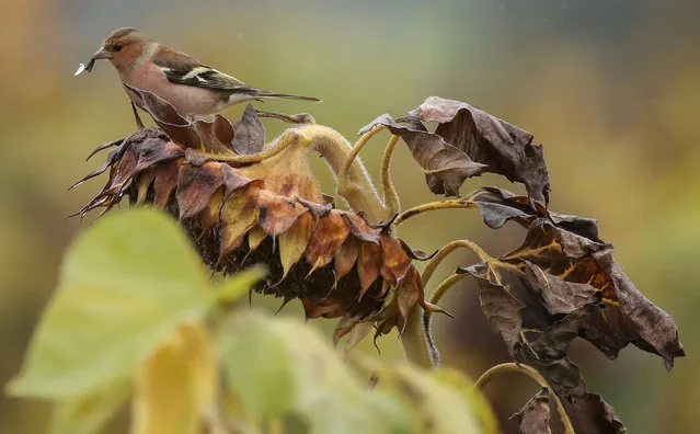 A bird holds a seed as it rests on a withered sunflower in Daugendorf, southern Germany on October 9, 2019. (Photo by Thomas Warnack/dpa/AFP Photo)