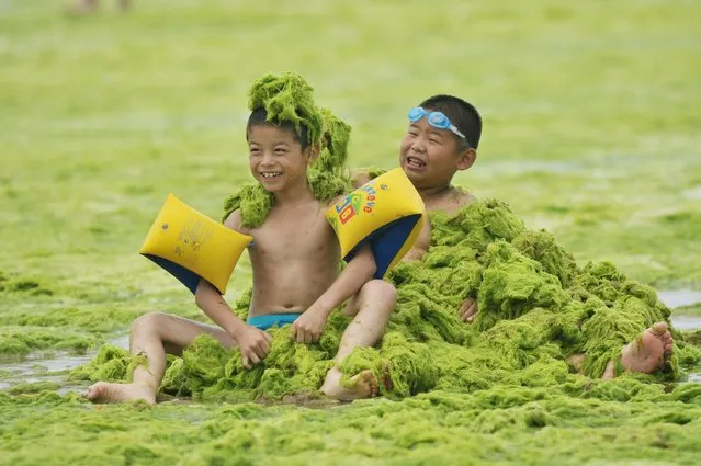 Children play at a beach covered by a thick layer of green algae on July 20, 2015 in Qingdao, China. A large quantity of non-poisonous green seaweed, enteromorpha prolifera, hit the Qingdao coast in June and July this year. (Photo by ChinaFotoPress/ChinaFotoPress via Getty Images)