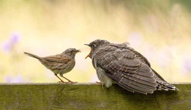 A dunnock bird feeds a cuckoo after it hatched in the nest he was tending in Rutland Nature Reserve, in Rutland, East Midlands, England on July 23, 2024. (Photo by Ann Aveyard/Animal News Agency)