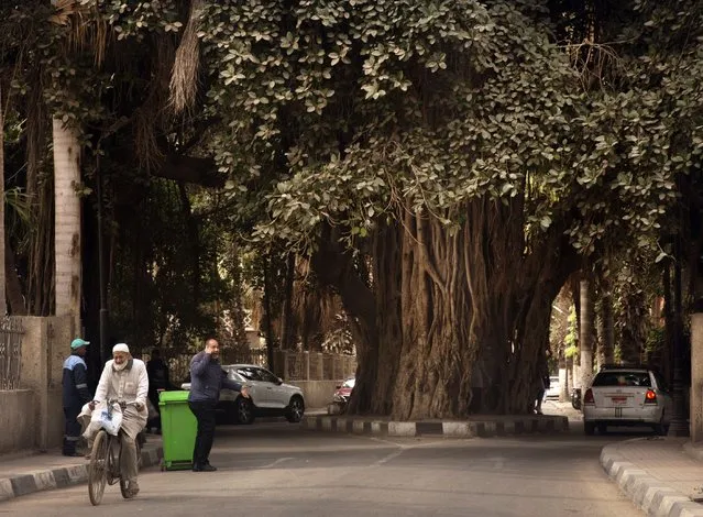 People walk under a 150 year-old banyan tree near the Cairo tower in Cairo, Cairo, Egypt, Thursday, February 17, 2022. Massive road construction projects have erased some of the oldest remaining green spaces in Egypt’s capital. As Egypt prepares to host the global climate conference COP27 this year, activists say they’re in a tough fight to save what trees remain. (Photo by Amr Nabil/AP Photo)