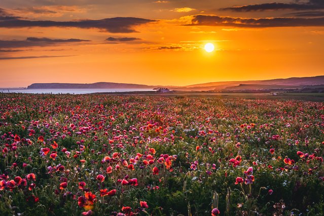 A field of poppies near Atherfield on the Isle of Wight, UK on June 20, 2024. This season is proving a bumper one for poppies, something that may be related to the mild and wet weather in the first half of this year. (Photo by Jamie Russell/BNPS)