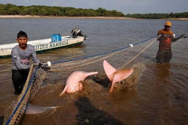 Field researchers from the Mamiraua Institute of Sustainable Development capture a rare Amazon river dolphin, also known as the pink river dolphin, during an expedition aimed at assessing the health of these animals and installing a GPS tag to monitor their movements and how they react to the heat in the lake during this year's drought following the death of 300 dolphins last year, most of which were in Lake Tefe according to the project head of the Mamiraua Institute, in Tefe, Amazonas state, Brazil, on August 19, 2024. (Photo by Bruno Kelly/Reuters)