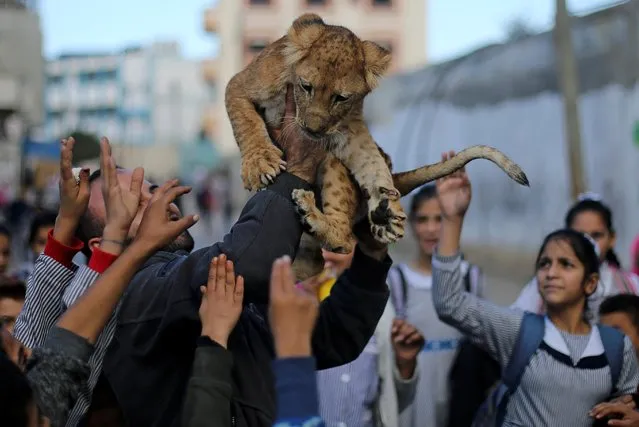 A Palestinian man carries a lion cub as he shows it to children in Rafah refugee camp in the southern Gaza Strip on December 4, 2019. (Photo by Ibraheem Abu Mustafa/Reuters)