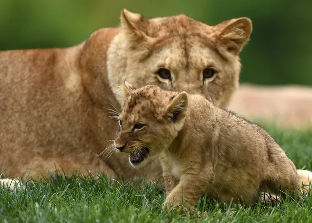 A lion cub born on April 15, 2017 is pictured inside the new enclosure “La Terre des Lions” on June 23, 2017 at the Zooparc of Beauval, France. (Photo by Guillaume Souvant/AFP Photo)