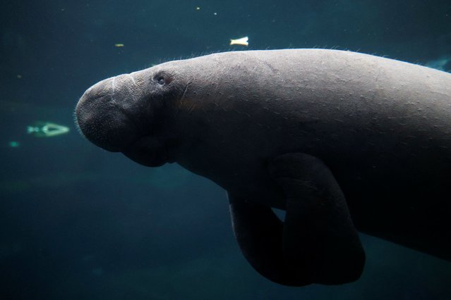 A newly arrived young female manatee cow named Unai swims in the manatee tank at the Paris Zoological Park in the Bois de Vincennes in the east of Paris, France, on March 26, 2024. (Photo by Abdul Saboor/Reuters)