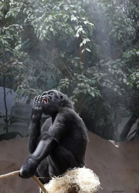 22 year-old gorilla Kijivu cools off under a refreshing mist shower as the temperature climbs to forecasted record highs at the zoo in Prague, Czech Republic, Friday, August 7, 2015. (Photo by Petr David Josek/AP Photo)