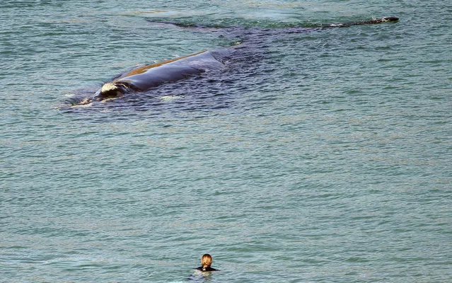 A person watches an adult Southern Right Whale as it swims in the waters off Warriewood Beach in Sydney, Australia, Thursday, July 17, 2014. New South Wales Parks and Wildlife authorities said the 18 meter,  55,000 kg mammal is behaving like a female preparing to give birth. (Photo by Rob Griffith/AP Photo)