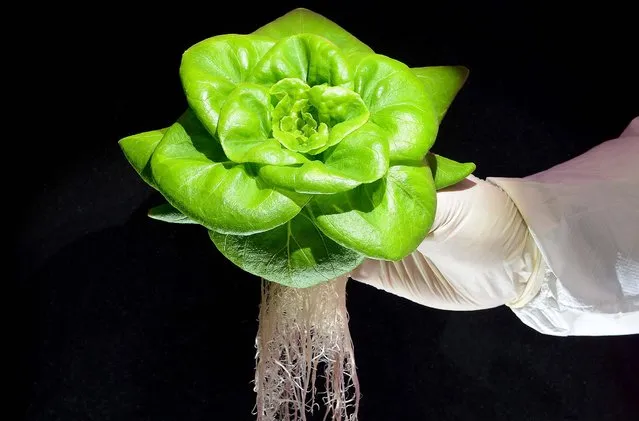 Engineer Daniel Schubert holds lettuce at the German Aerospace Center in Bremen, on Jule 21, 2014. Scientists and engineers from the German Aerospace Center are developing greenhouses for a potential Mars colony. The greenhouses will contain combined life-support systems which use recycled urine to manufacture fertilizer, helping to grow vegetables for a lunar and Mars environment. The first greenhouse will be tested for nine months in 2016/17 in an inhospitable environment in the Antarctic. (Photo by David Hecker/Getty Images)