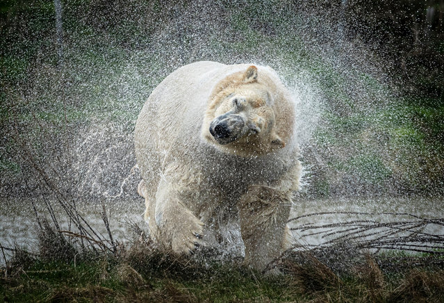 A polar bear called Rasputin shakes off water as he is unveiled at the Yorkshire wildlife park in Doncaster, England on February 4, 2020. Rasputin is the fifth polar bear to arrive at the wildlife park, the only home to polar bears in England. The European Endangered Species Programme recommended Yorkshire as the best home for him. Born in Moscow zoo on 19 November 2008, Rasputin is fully grown and weighs about 500kg. (Photo by Danny Lawson/PA Images via Getty Images)