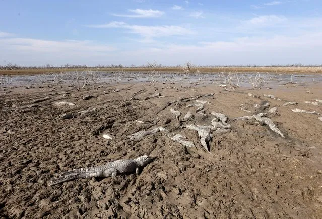 Alligators are pictured stuck in the mud of the dry Pilcomayo river, which is facing its worst drought in almost two decades, in Boqueron, on the border between Paraguay and Argentina, July 3, 2016. (Photo by Jorge Adorno/Reuters)