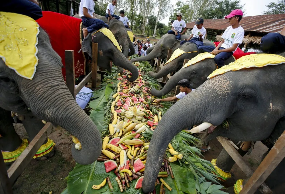 World Elephant Day 2017